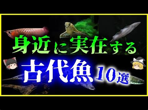 古代魚種類|古代魚ってどんな魚？代表的な古代魚4種